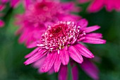 ARGYRANTHEMUM CRESTED VIOLET (MADEIRA SERIES)