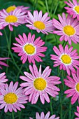 ARYGRANTHEMUM MADEIRA DEEP PINK