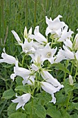 CAMPANULA LATIFOLIA ALBA