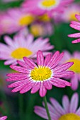 ARGYRANTHEMUM MADEIRA DEEP PINK