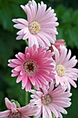 GERBERA EVERLAST PINK