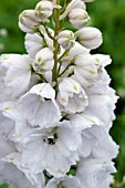 DELPHINIUM F1 GUARDIAN WHITE