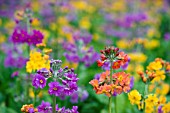 PRIMULA HARLOW CARR HYBRIDS