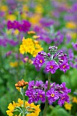 PRIMULA HARLOW CARR HYBRIDS