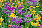 PRIMULA HARLOW CARR HYBRIDS