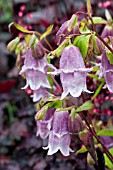 CAMPANULA PINK PANTALOONS