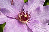 CLEMATIS HAPPY ANNIVERSARY