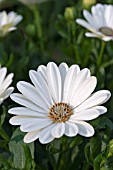 OSTEOSPERMUM HELENA