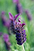 LAVANDULA STOECHAS HELMSDALE