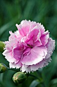 DIANTHUS ICED GEM