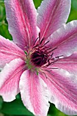 CLEMATIS LINCOLN STAR