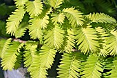 METASEQUOIA GLYPTOSTROBOIDES GOLDRUSH