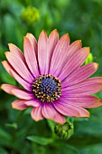 OSTEOSPERMUM NUANZA COPPER PURPLE