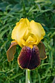 IRIS GERMANICA RAJAH