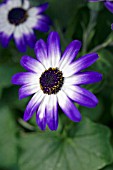 SENETTI BLUE BICOLOUR (PERICALLIS)