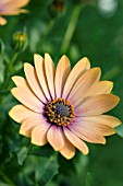 OSTEOSPERMUM SIDESHOW COPPER APRICOT