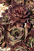 SEMPERVIVUM DARK CLOUD