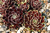 SEMPERVIVUM GAZELLE