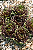 SEMPERVIVUM HAPPY