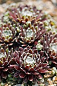 SEMPERVIVUM KAPPA