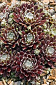 SEMPERVIVUM KAPPA