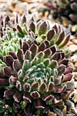 SEMPERVIVUM MOERKERKS MERIT