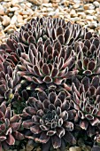 SEMERVIVUM PINK PUFF