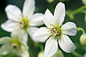 CLEMATIS WHITE ABUNDANCE