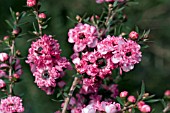 LEPTOSPERMUM CORAL CANDY