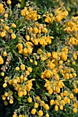 BERBERIS CORALLINA COMPACTA