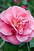 CAMELLIA JAPONICA MARY JO