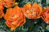 TULIPA ORANGE PRINCESS (DOUBLE)