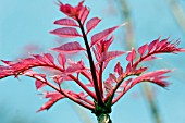 TOONA SINENSIS FLAMINGO