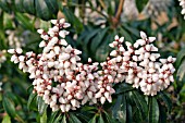 PIERIS BONFIRE