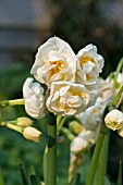 NARCISSUS BRIDAL CROWN