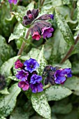 PULMONARIA DIANA CLARE