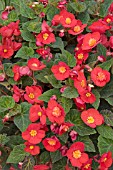 BEGONIA FLAMBOYANT