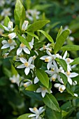 CITRUS MANDARIN BLOSSOM