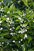 CITRUS MANDARIN BLOSSOM