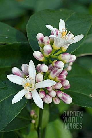 CITRUS_MEYERS_LEMON_BLOSSOM