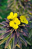 ERYSIMUM SUNBURST