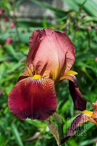 IRIS_ACTION_FRONT