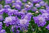 SCABIOSA BUTTERFLY BLUE