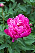 PAEONIA BOCHELA