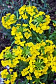 ERYSIMUM CITRONA YELLOW