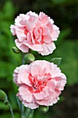 DIANTHUS DORIS (AGM), (SCENTED PINK)