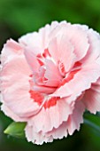 DIANTHUS DORIS (AGM), (SCENTED PINK)