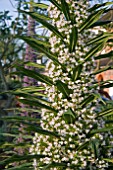 ECHIUM PININANA ALBA