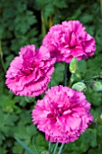 DIANTHUS LILY THE PINK