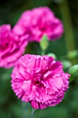 DIANTHUS LILY THE PINK